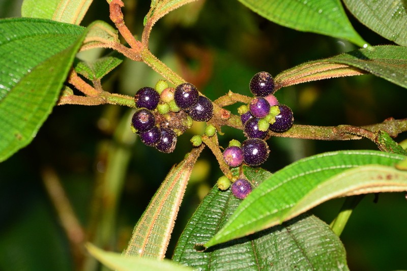 Miconia dasytricha photo 5