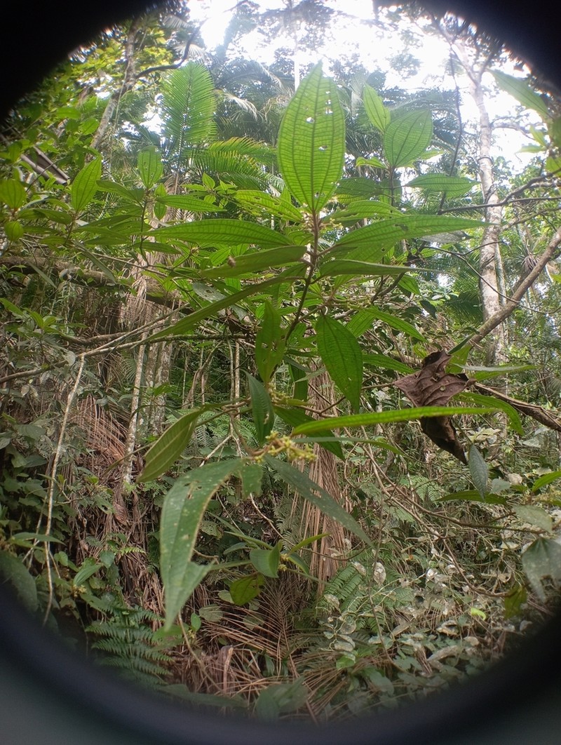 Miconia dasytricha photo 6