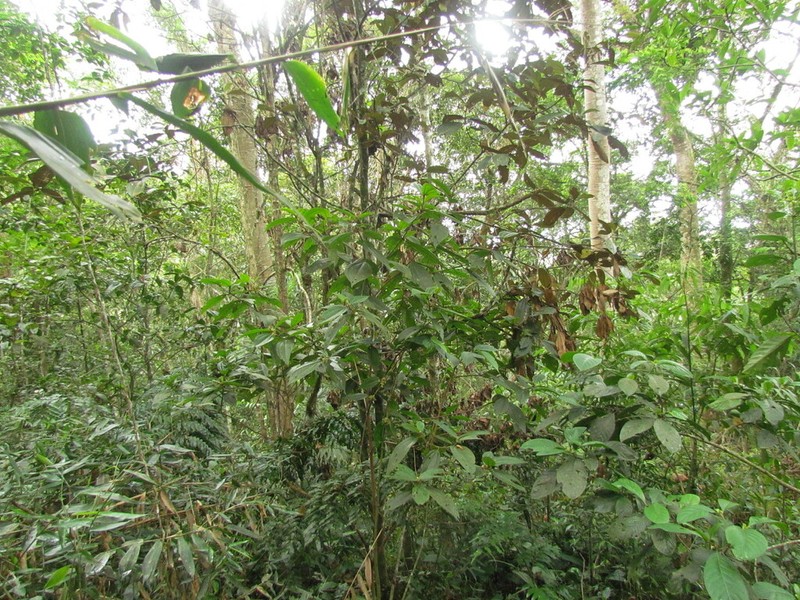 Miconia dasytricha photo 7