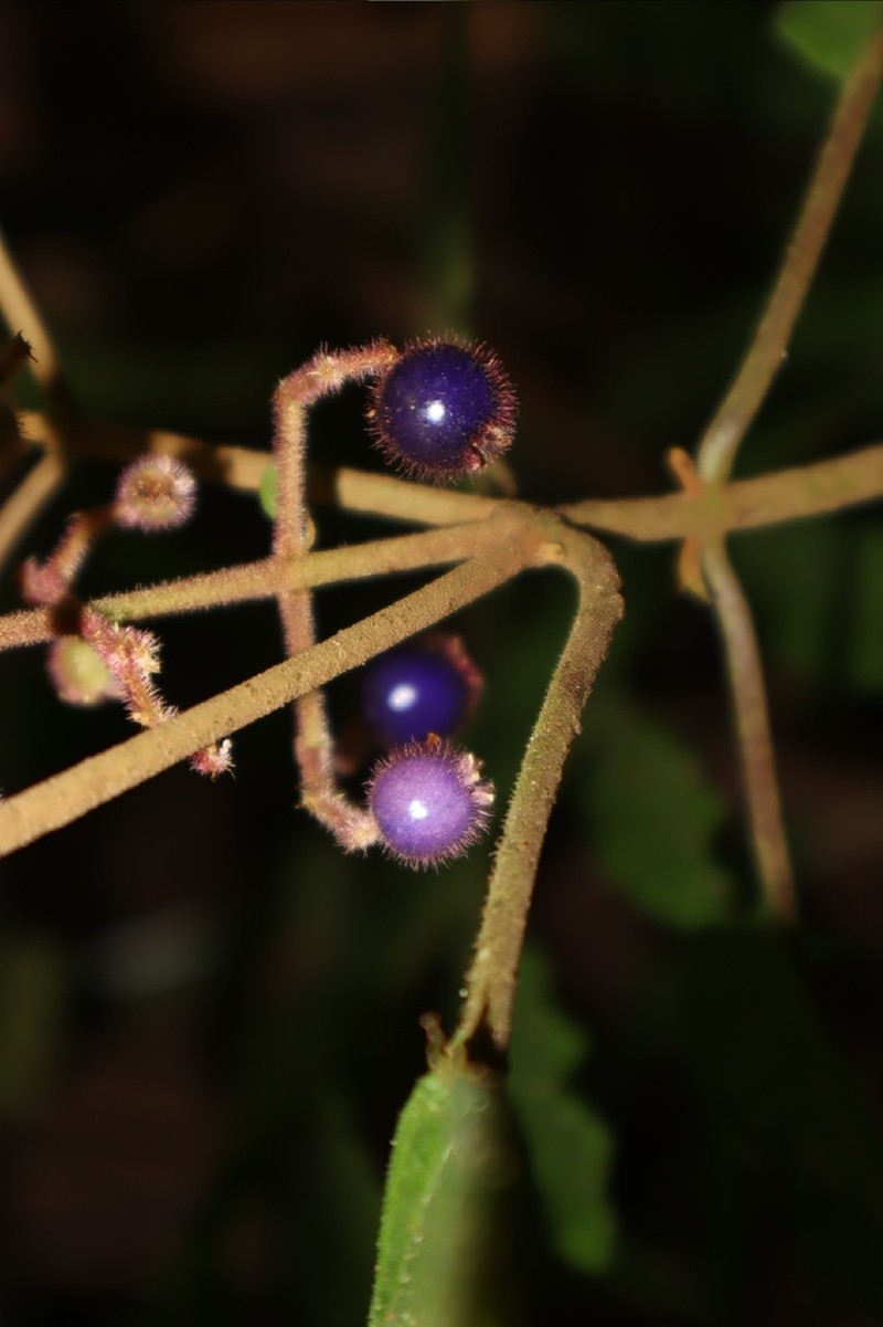 Miconia dasytricha photo 8