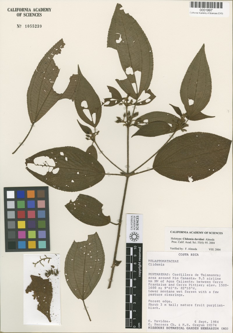 Miconia davidsei