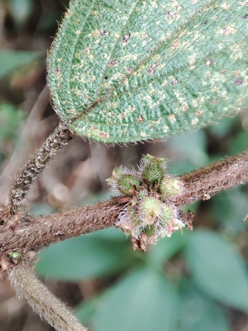 Miconia debilis photo 2