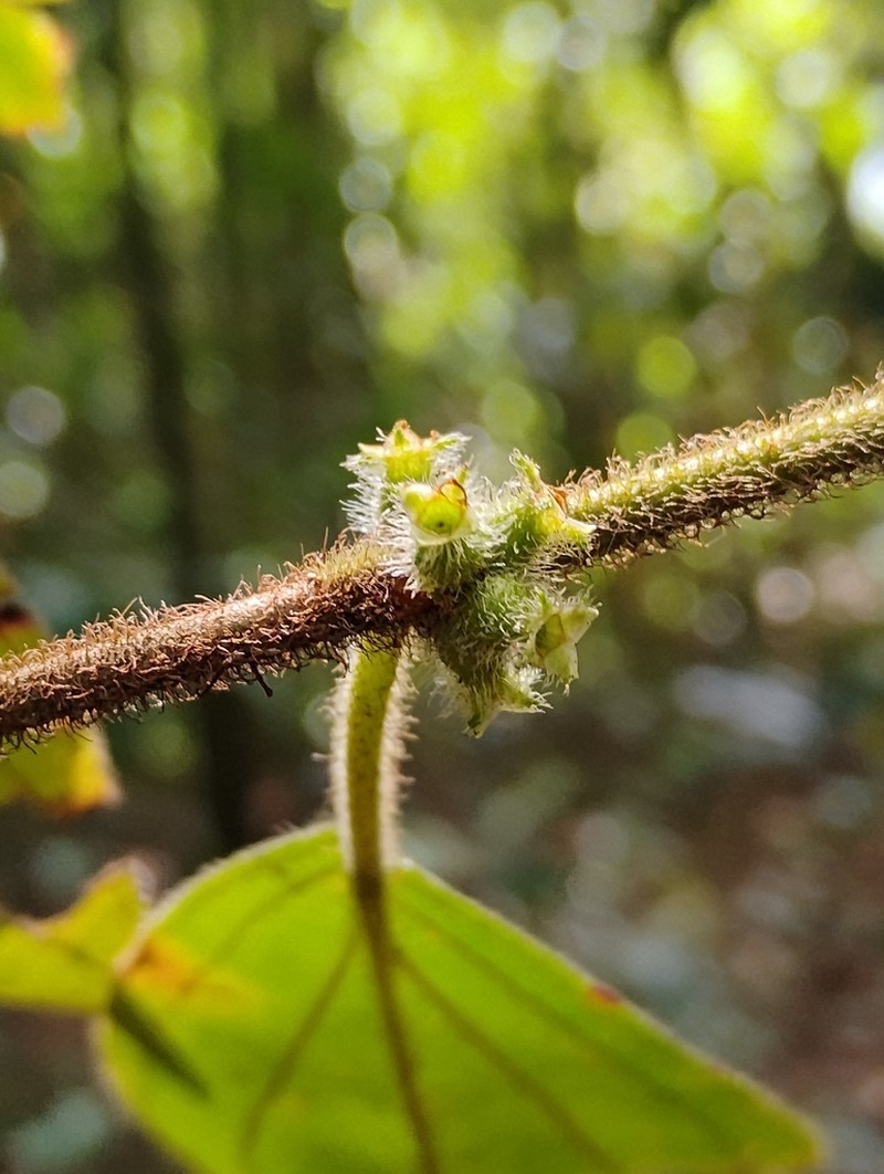 Miconia debilis photo 3