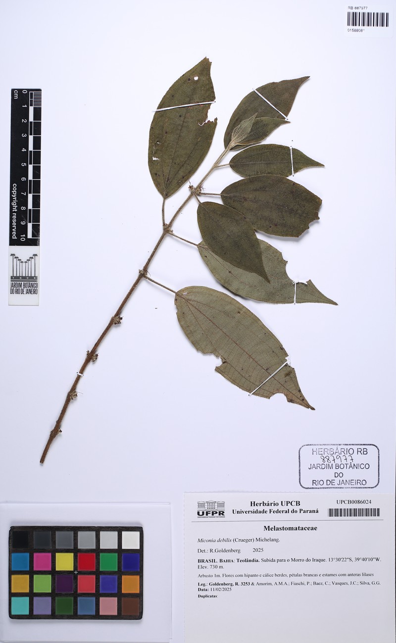 Miconia debilis photo 5