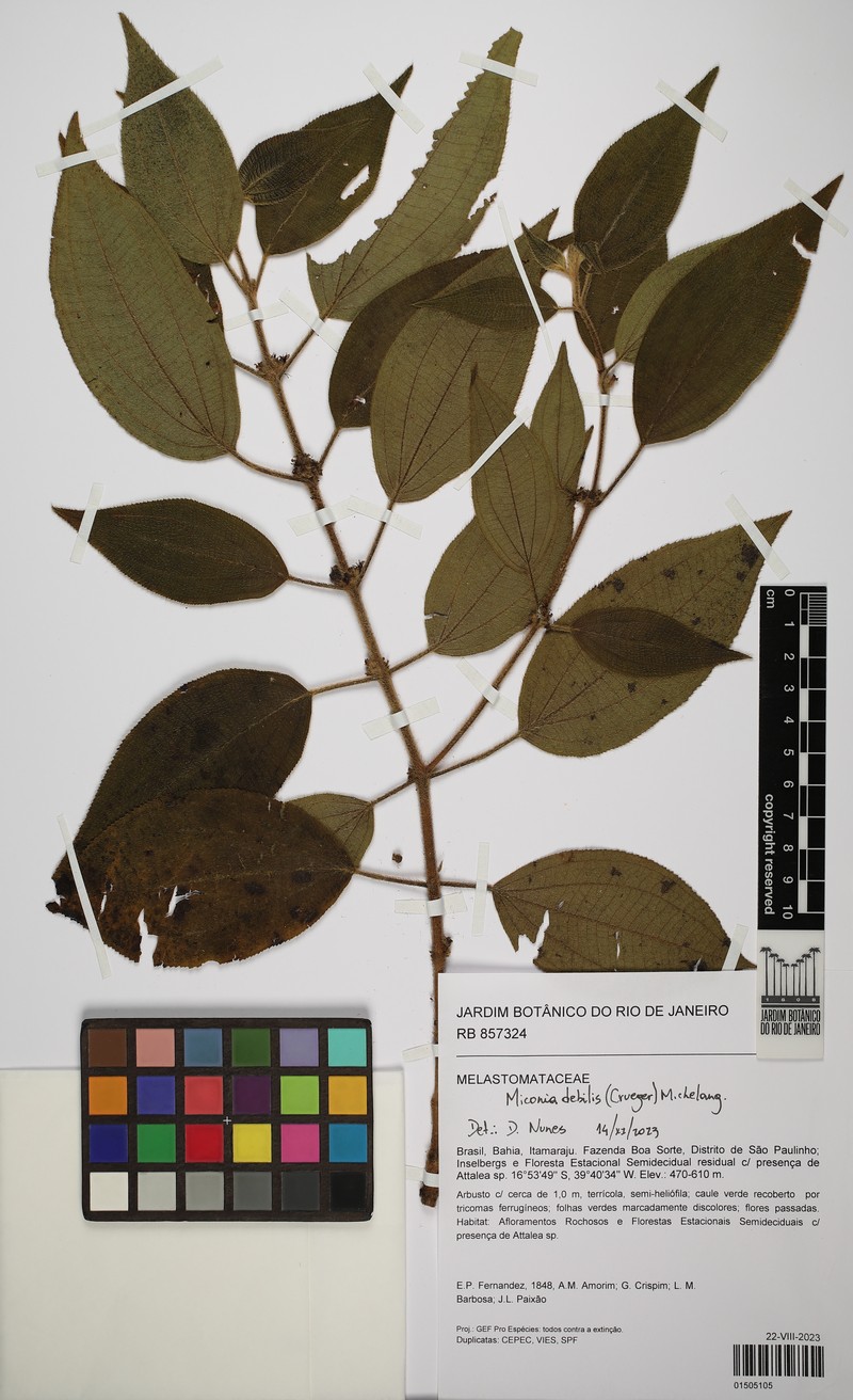Miconia debilis photo 6