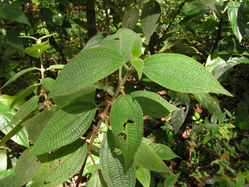 Miconia debilis