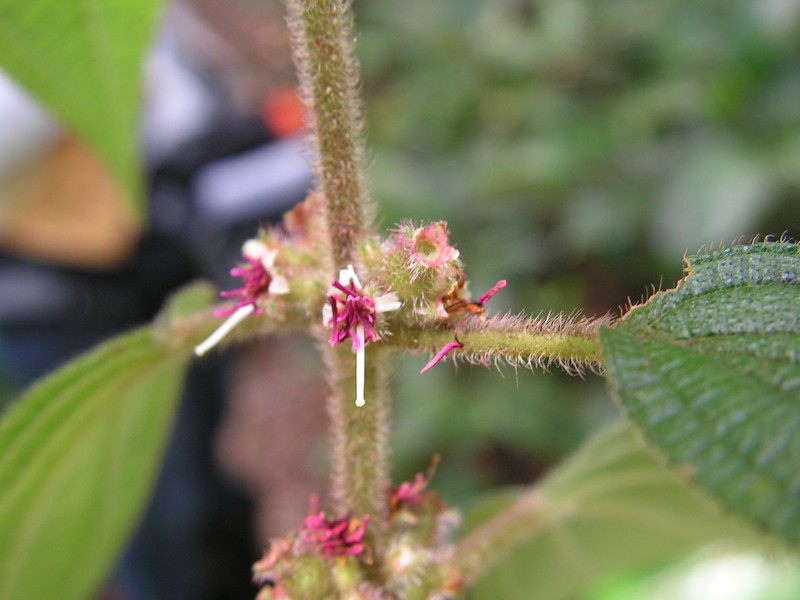 Miconia debilis photo 7