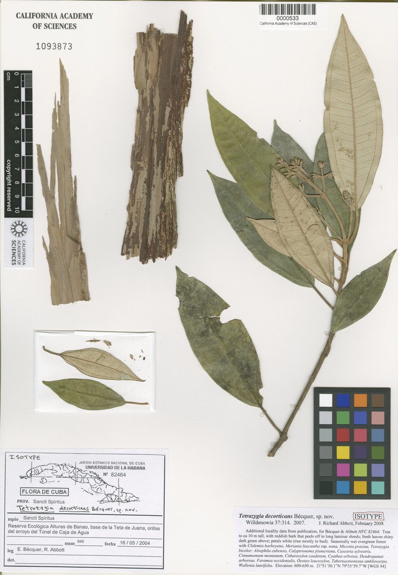 Miconia decorticans
