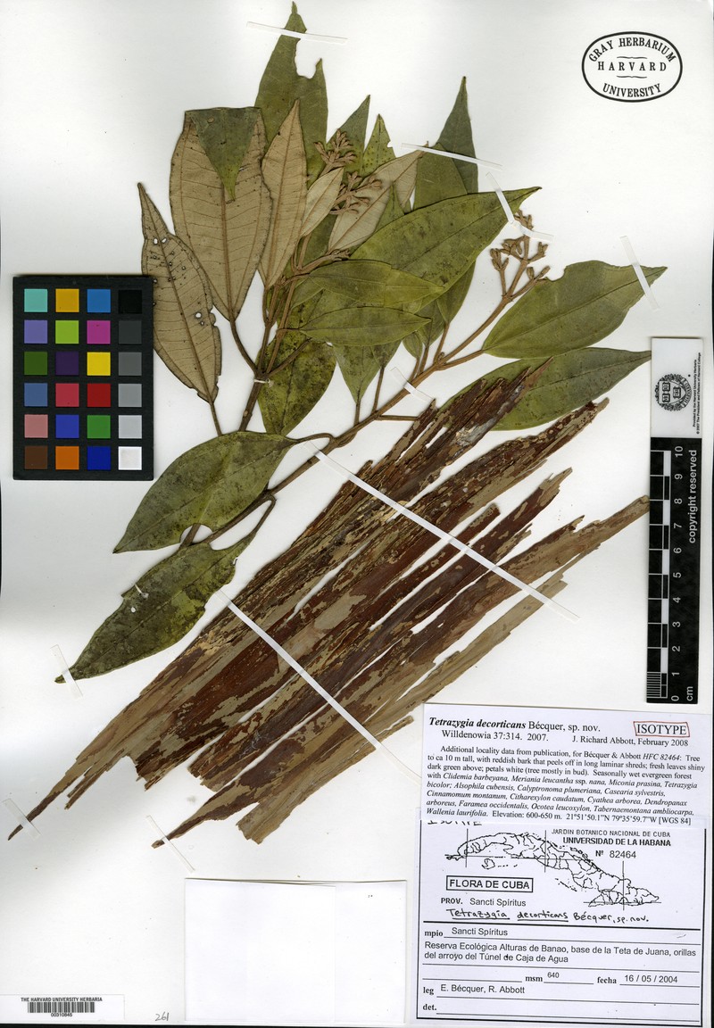 Miconia decorticans photo 2