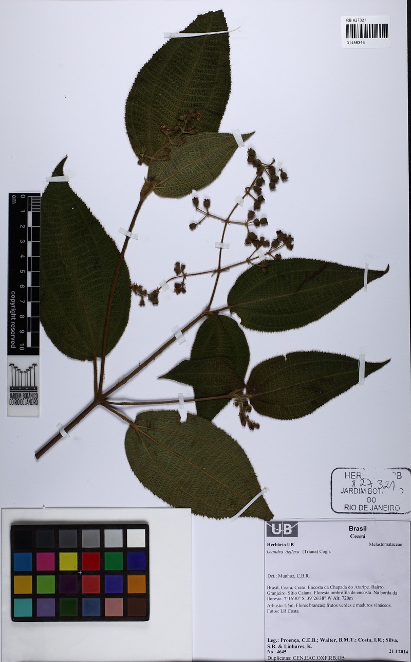 Miconia deflexa