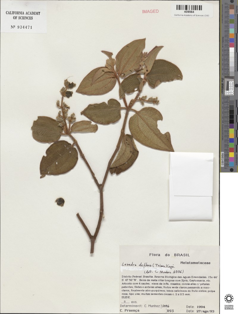 Miconia deflexa photo 2