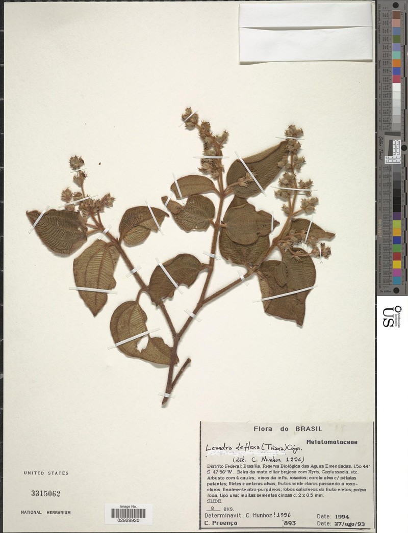 Miconia deflexa photo 3