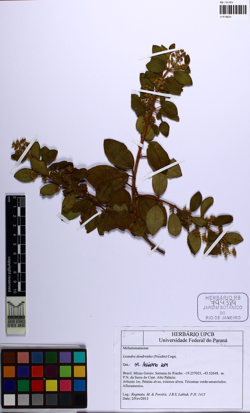 Miconia dendroides