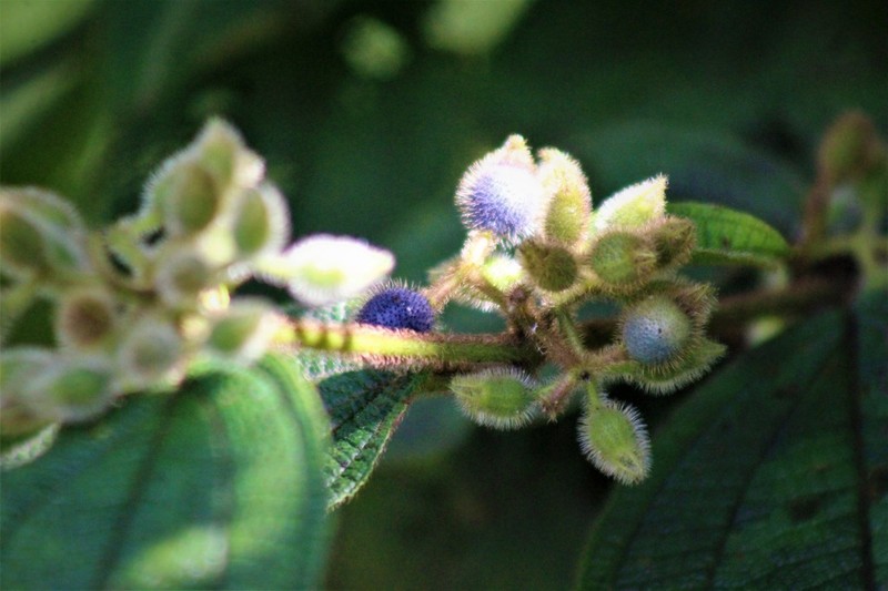 Miconia dentata