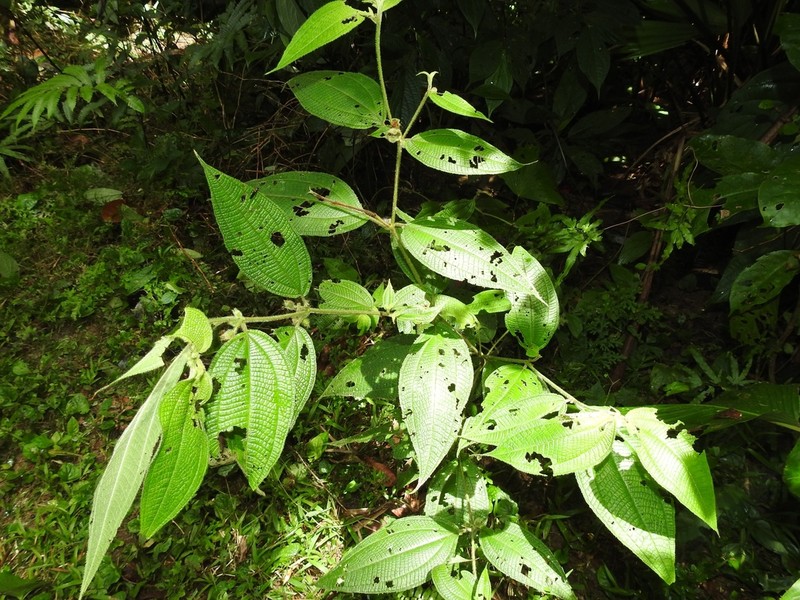 Miconia dentata photo 2