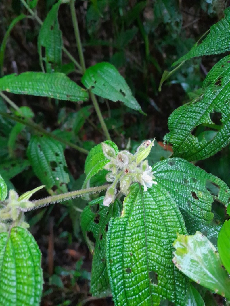 Miconia dentata photo 3