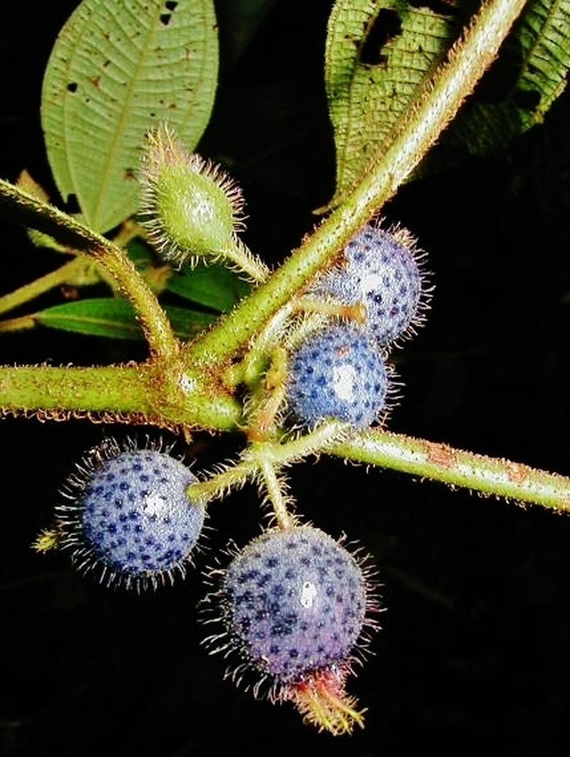 Miconia dentata photo 4