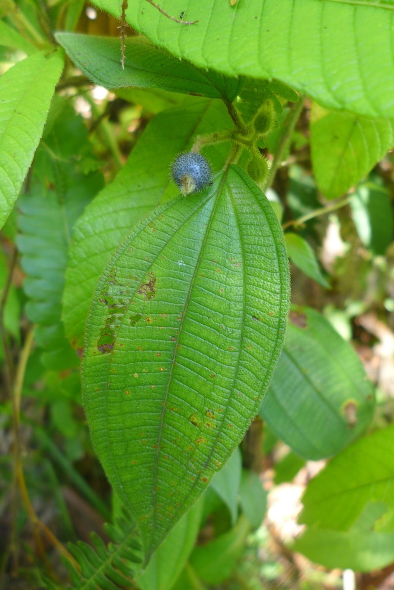 Miconia dentata photo 5