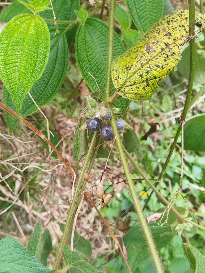 Miconia dentata photo 6