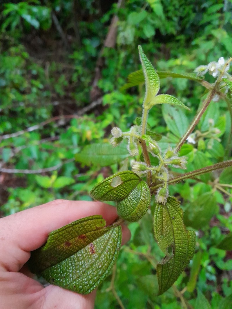 Miconia dentata photo 7