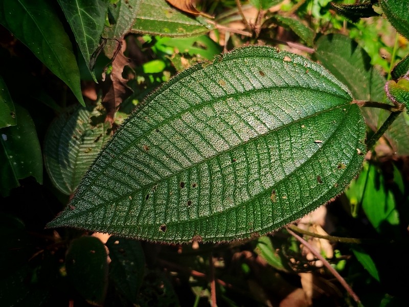 Miconia dentata photo 8