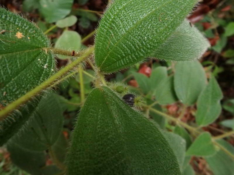 Miconia dependens