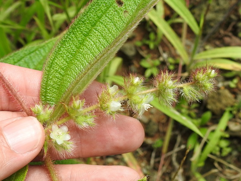 Miconia dependens photo 2