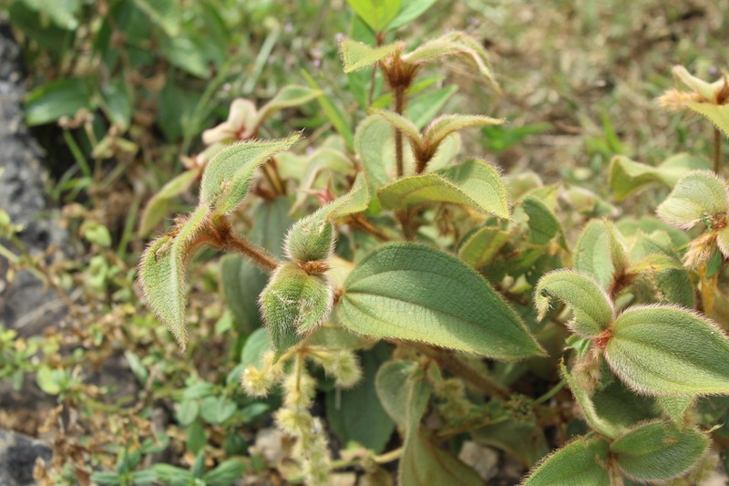Miconia dependens photo 3