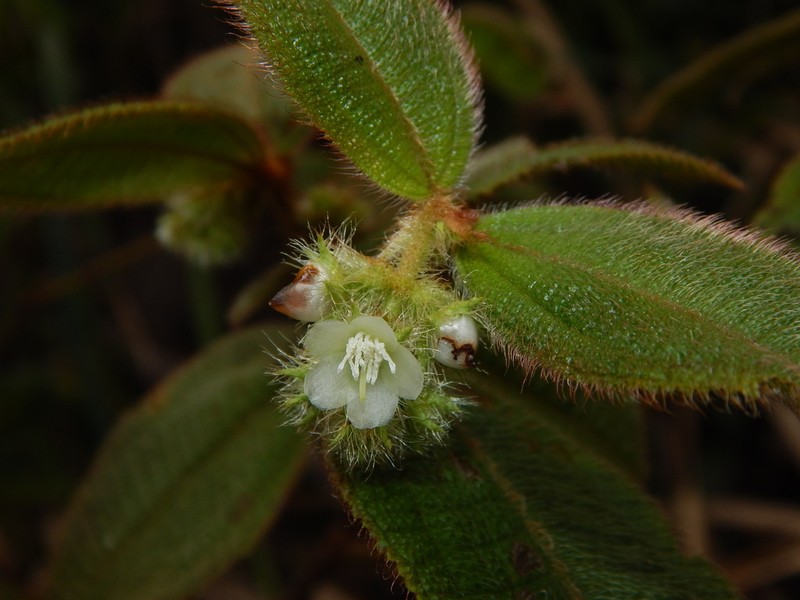 Miconia dependens photo 4