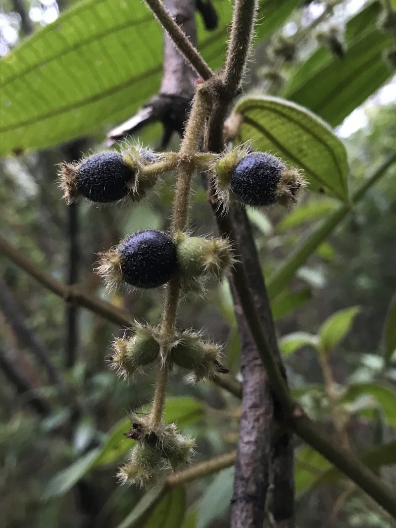 Miconia dependens photo 5