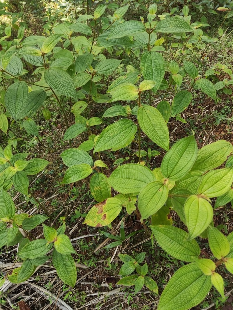 Miconia dependens photo 6