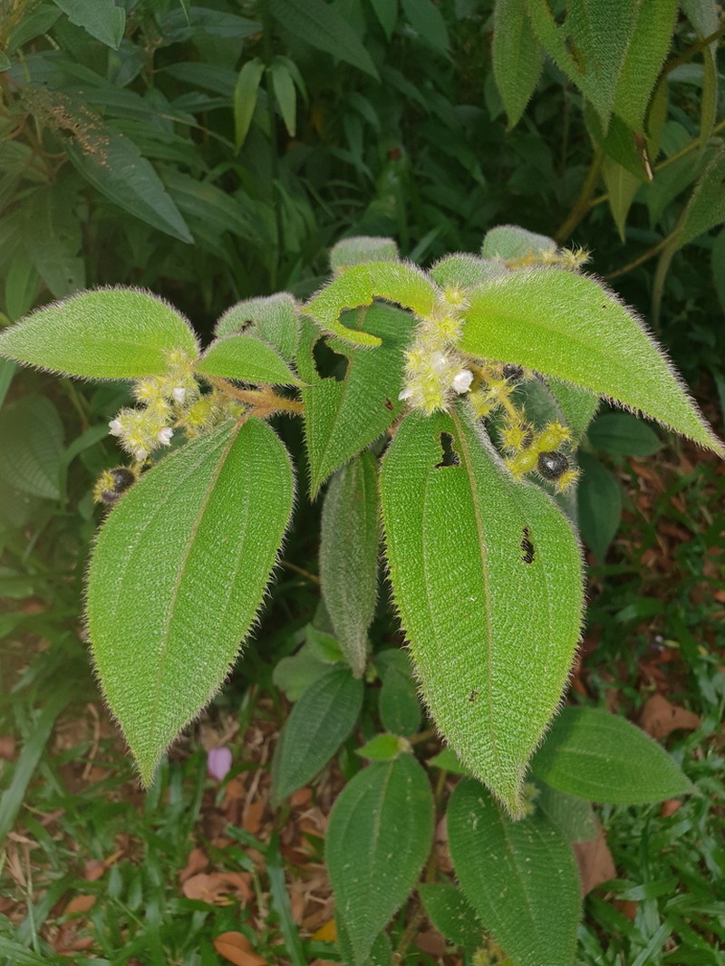 Miconia dependens photo 7