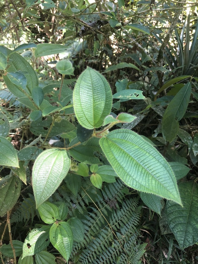 Miconia dependens photo 8