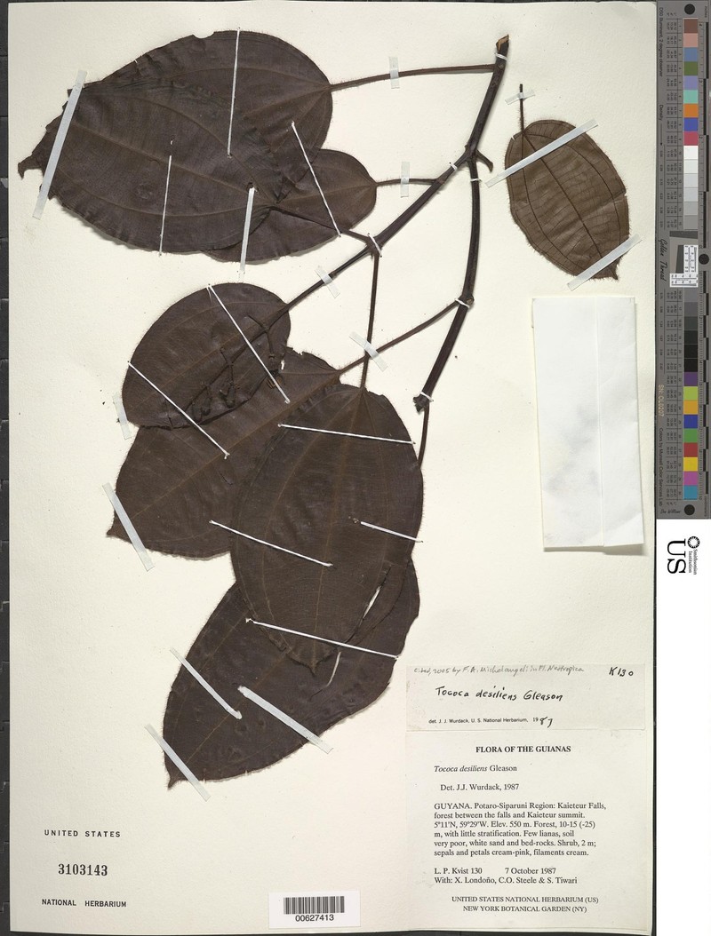 Miconia desiliens
