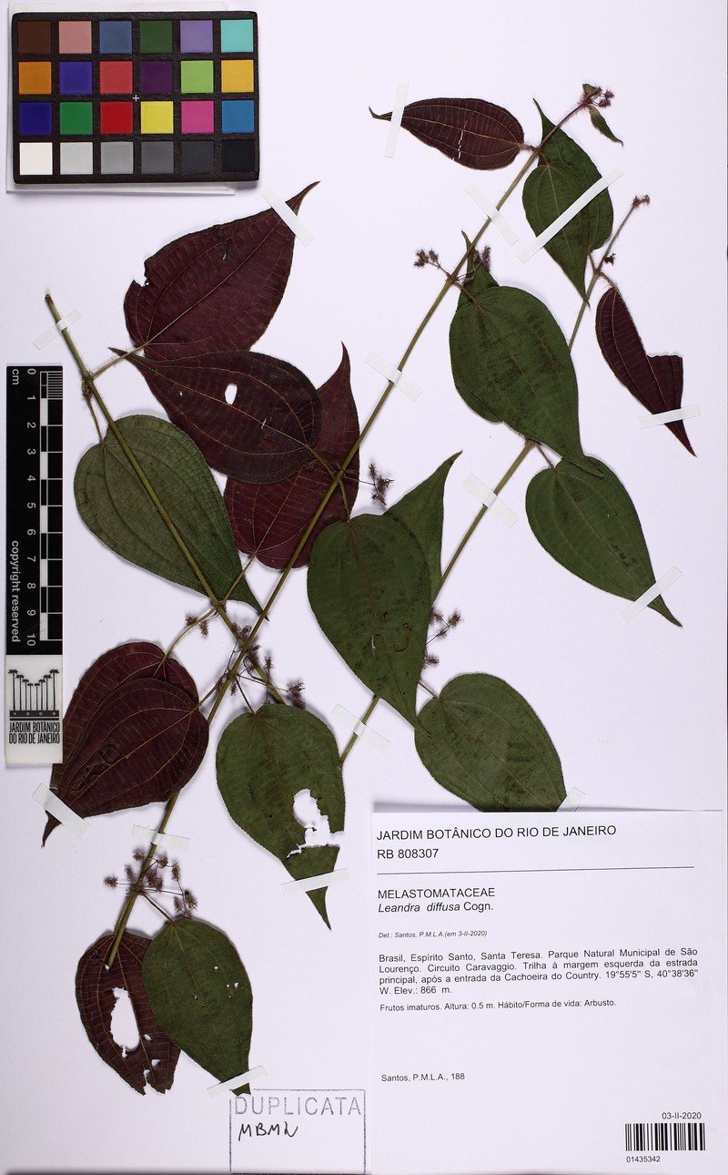 Miconia diffusa