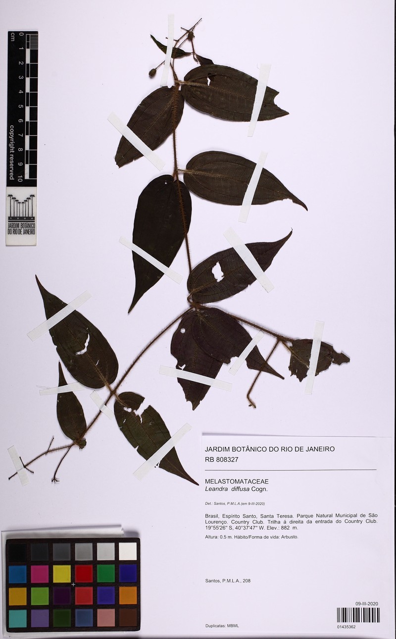 Miconia diffusa photo 2