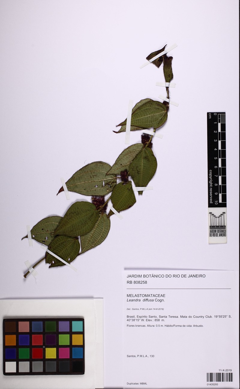 Miconia diffusa photo 3