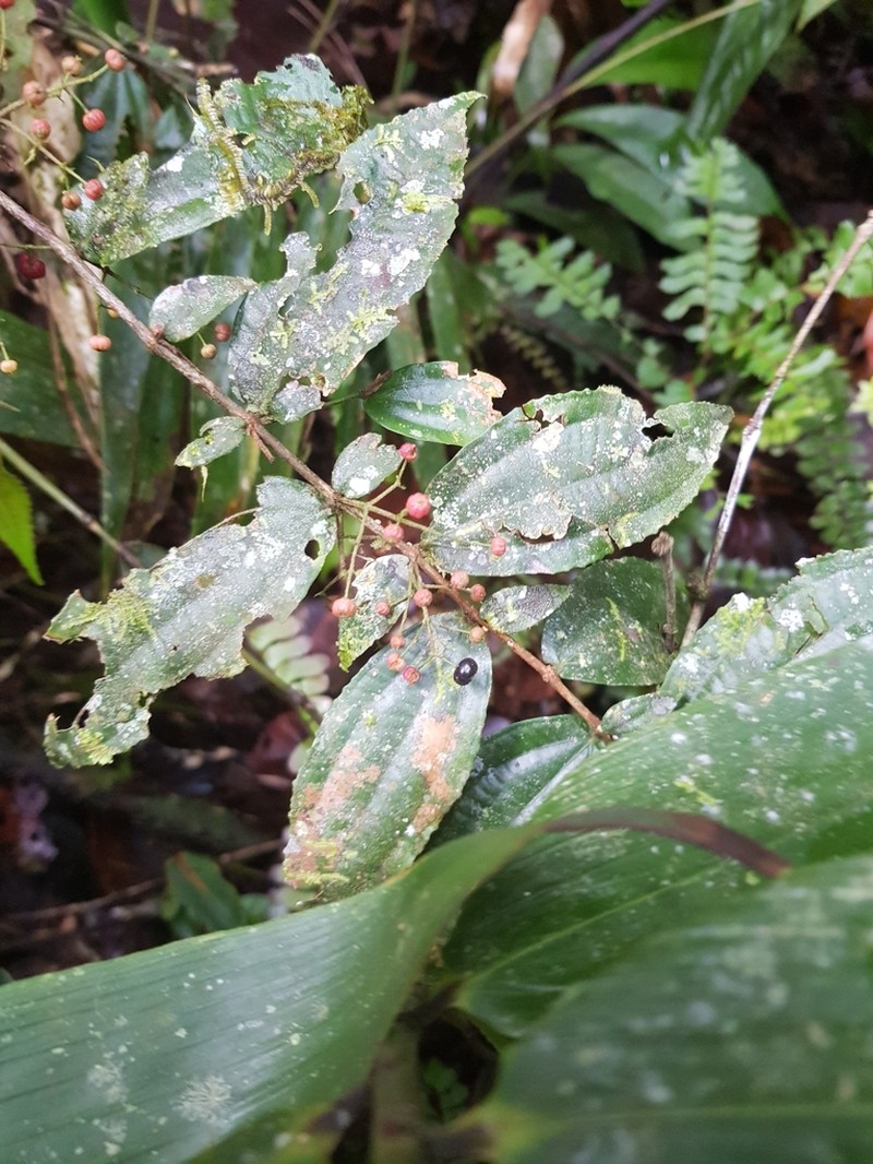 Miconia dimorphica