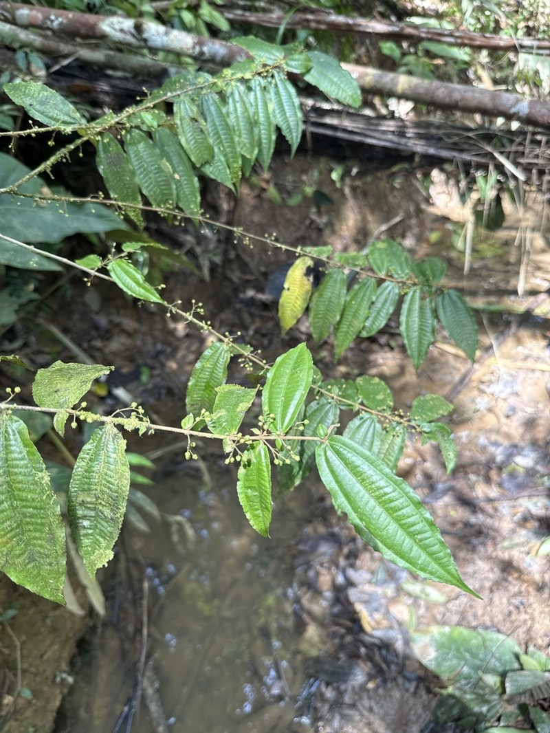 Miconia dimorphica photo 2