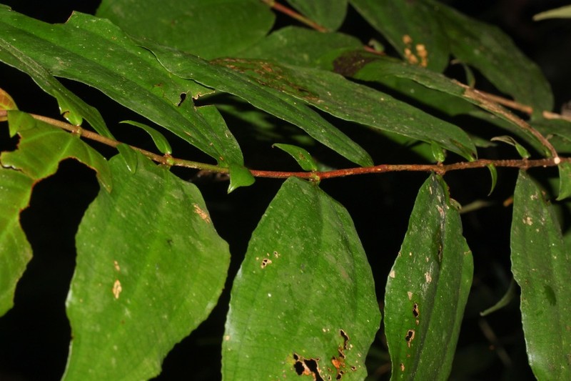 Miconia dimorphica photo 3