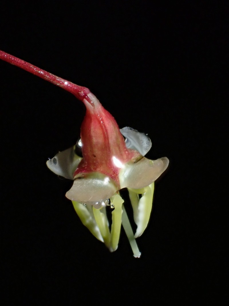 Miconia dimorphica photo 4