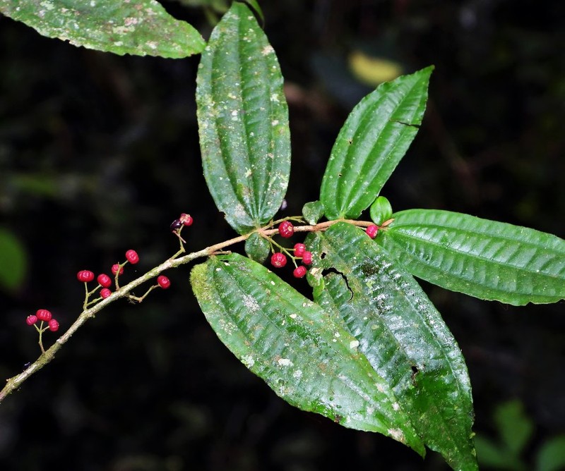 Miconia dimorphica photo 5