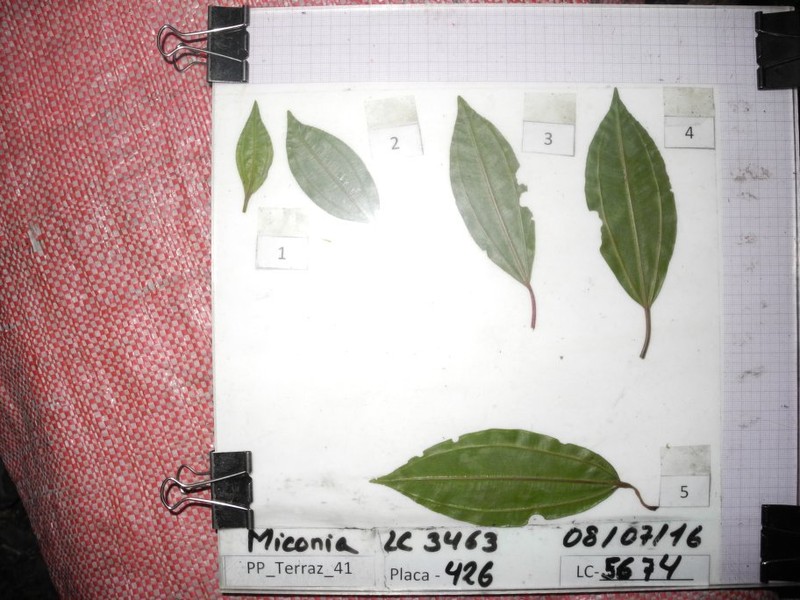 Miconia dimorphotheca