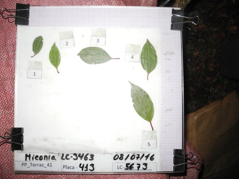 Miconia dimorphotheca photo 2