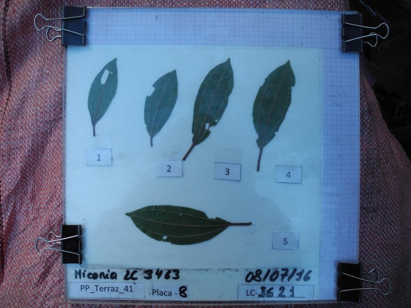 Miconia dimorphotheca photo 3