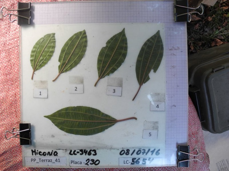 Miconia dimorphotheca photo 4