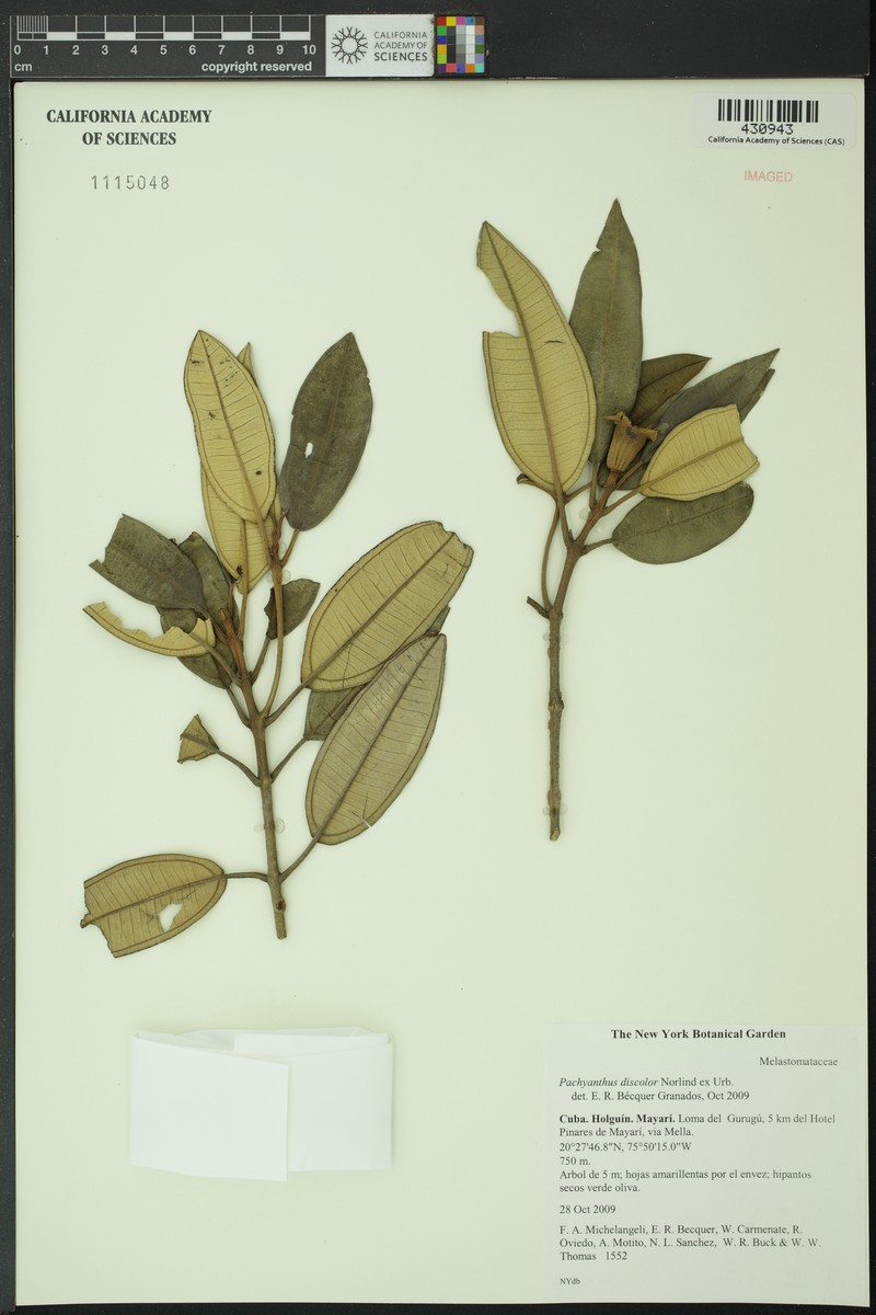 Miconia discolorata