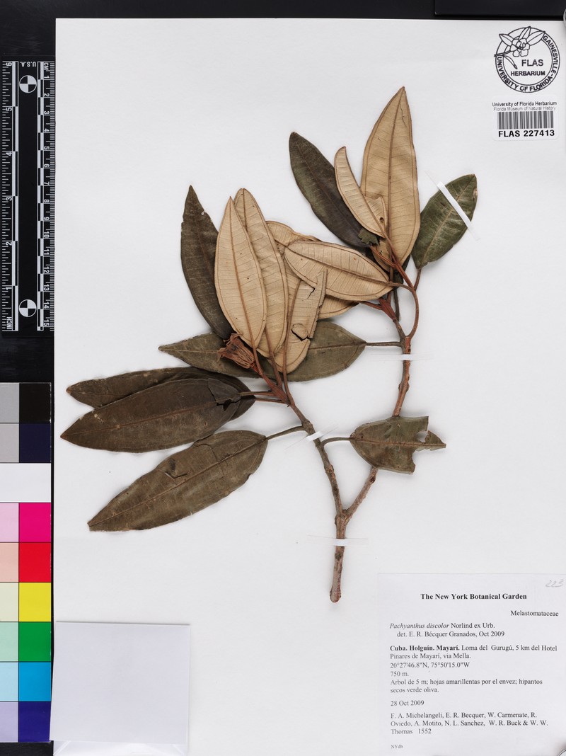 Miconia discolorata photo 2