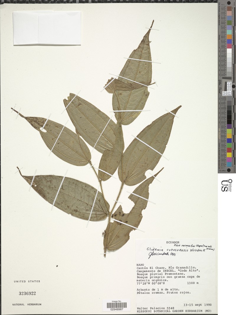 Miconia disticha