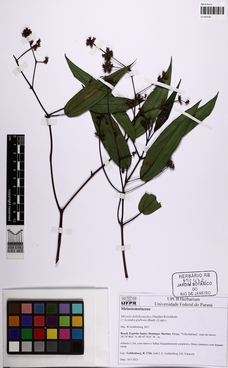 Miconia dolichantha